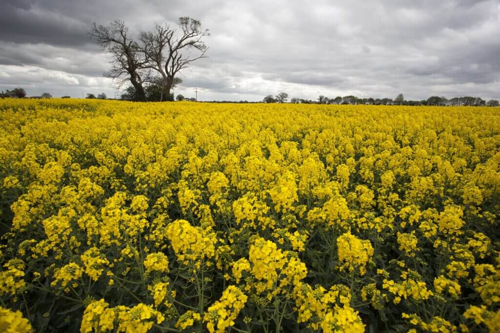 Rapeseed bulk oilseed export Dubai