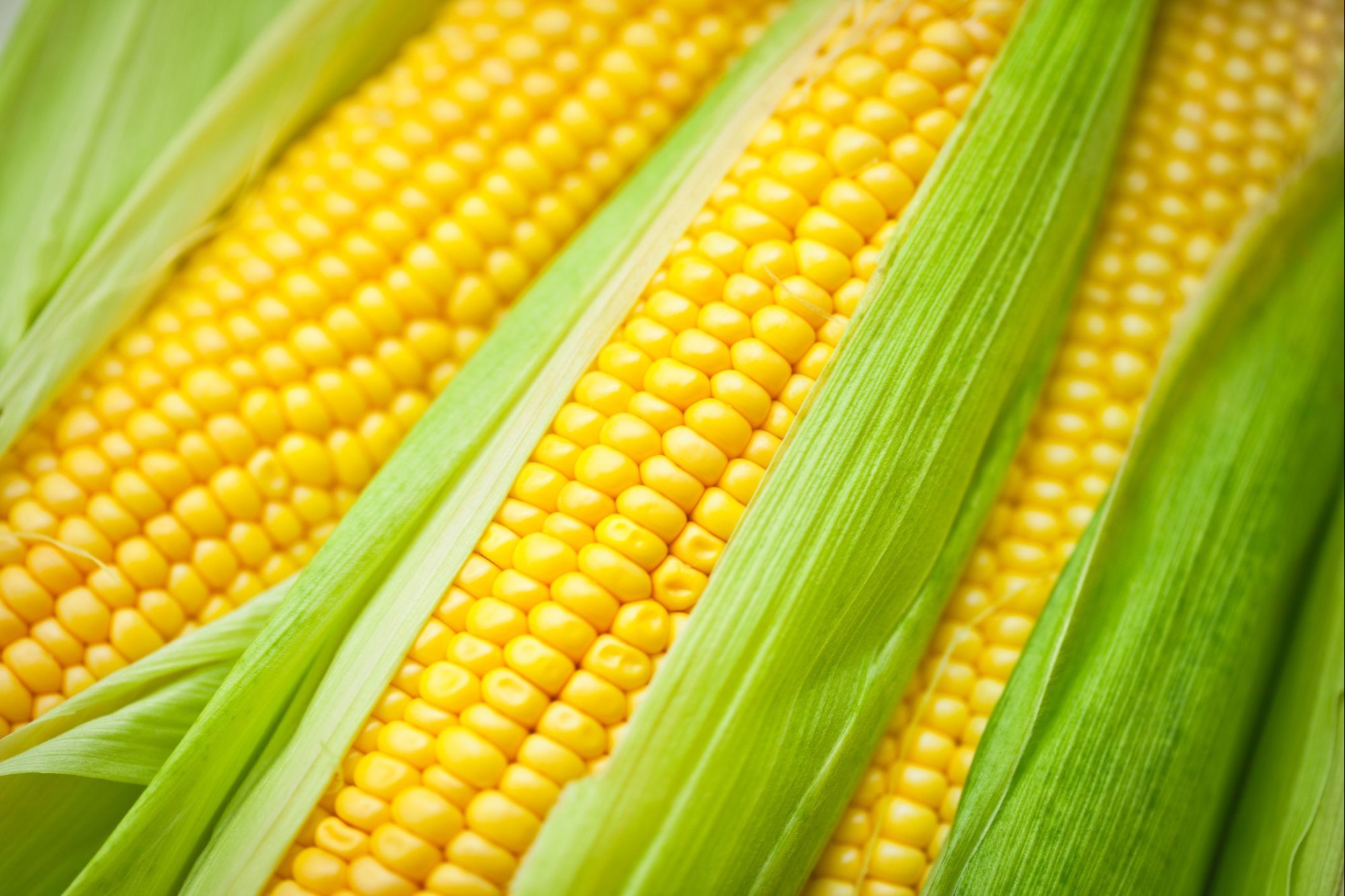 Yellow Maize bulk export supply Dubai
